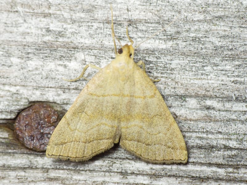 Herminia tarsicrinalis (Knoch, 1782)